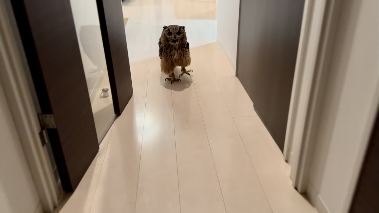 #850 歩いてこないフクロウ An owl doesn't walk【ベンガルワシミミズク】