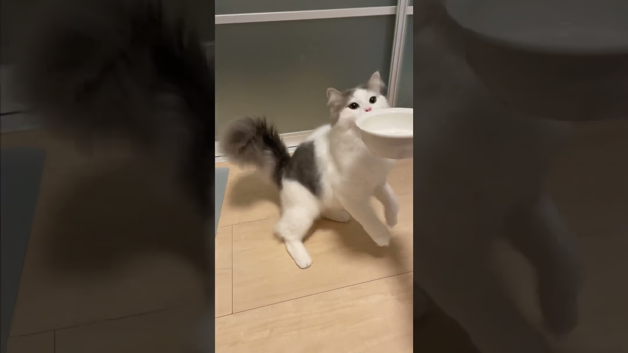 ネコジョ😂 #ragamuffin #cat #ラガマフィン #猫 #shorts