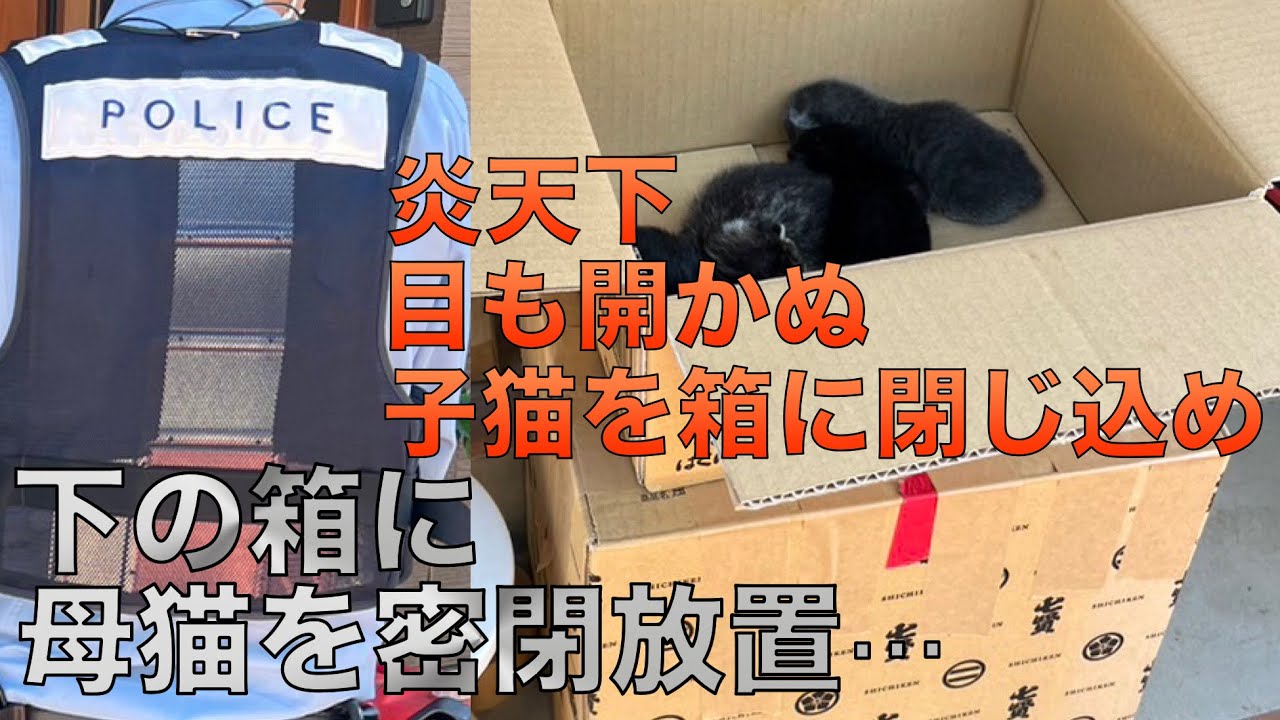 【65】生まれて間も無い子猫５匹と母猫を別々の箱で密閉放置！捜査は警察へ、我々は命を守り幸せにするだけ。保護猫保育園は満員御礼中…