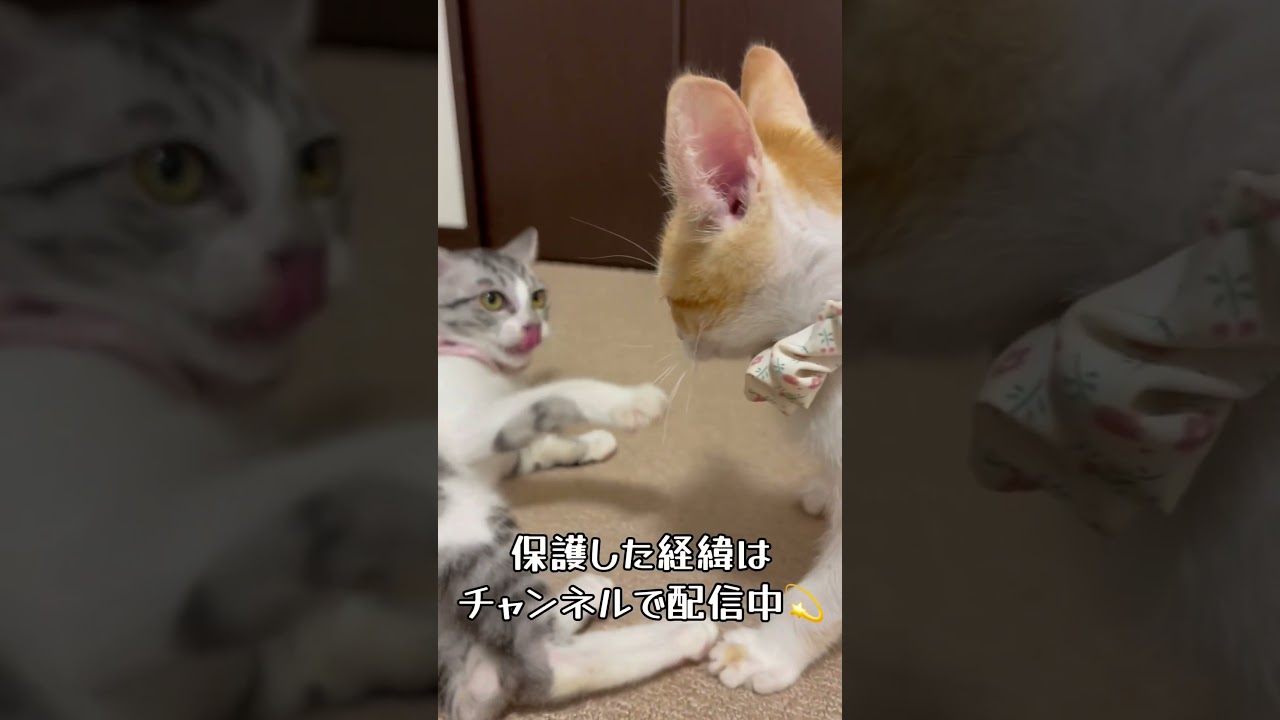 【アイドル猫 保護猫】保護した可愛い新入り子猫はお転婆暴走娘💨天真爛漫なプリンちゃんを見に来てね💗 / rescued a kitten #shorts #癒やし #アイドル猫