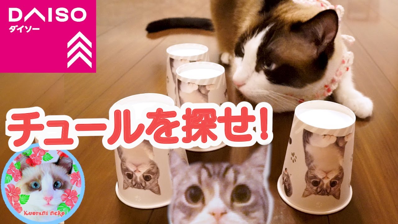 ダイソーもちまる紙コップゲームをマスターした猫 Daiso goods