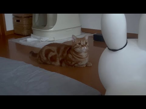 朝4時に突然鳴き始めたちゃびくん #猫 #マンチカン #猫の鳴き声