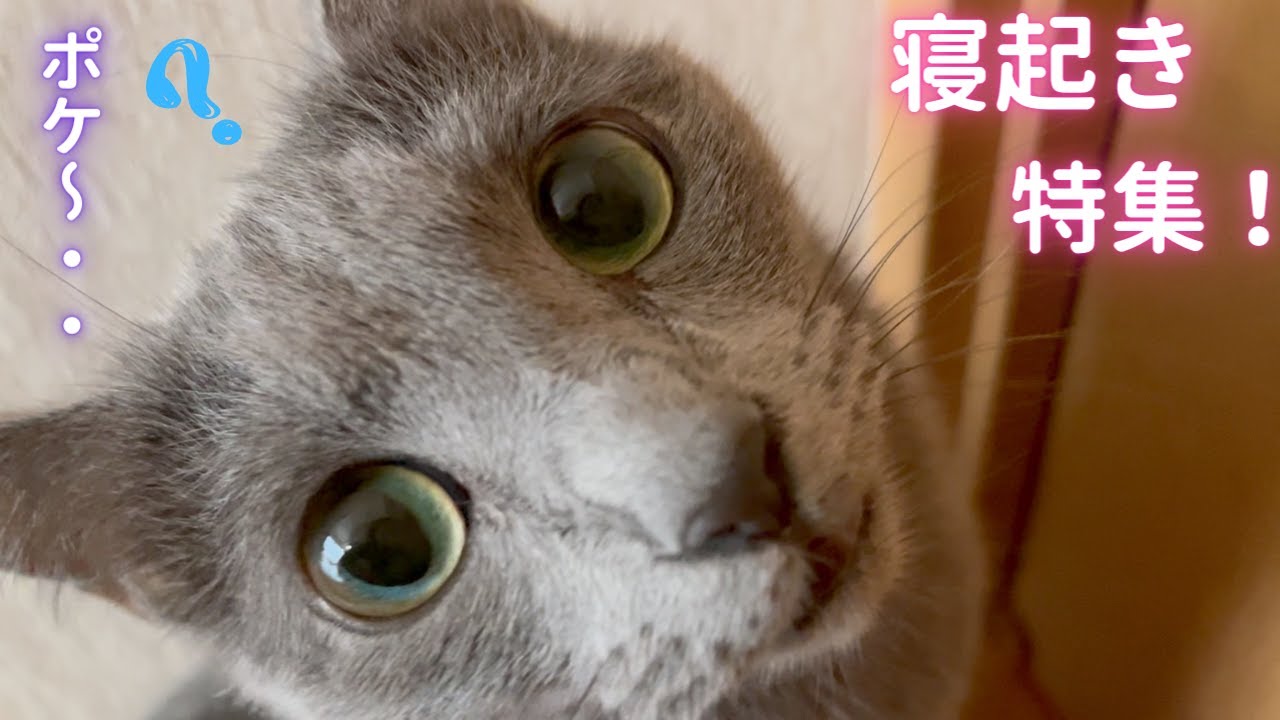 寝起きのそらちゃん見てね❣️（ロシアンブルー）