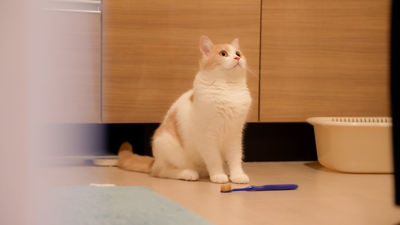 イタズラがバレた時に態度が悪い猫さんを懲らしめましたw