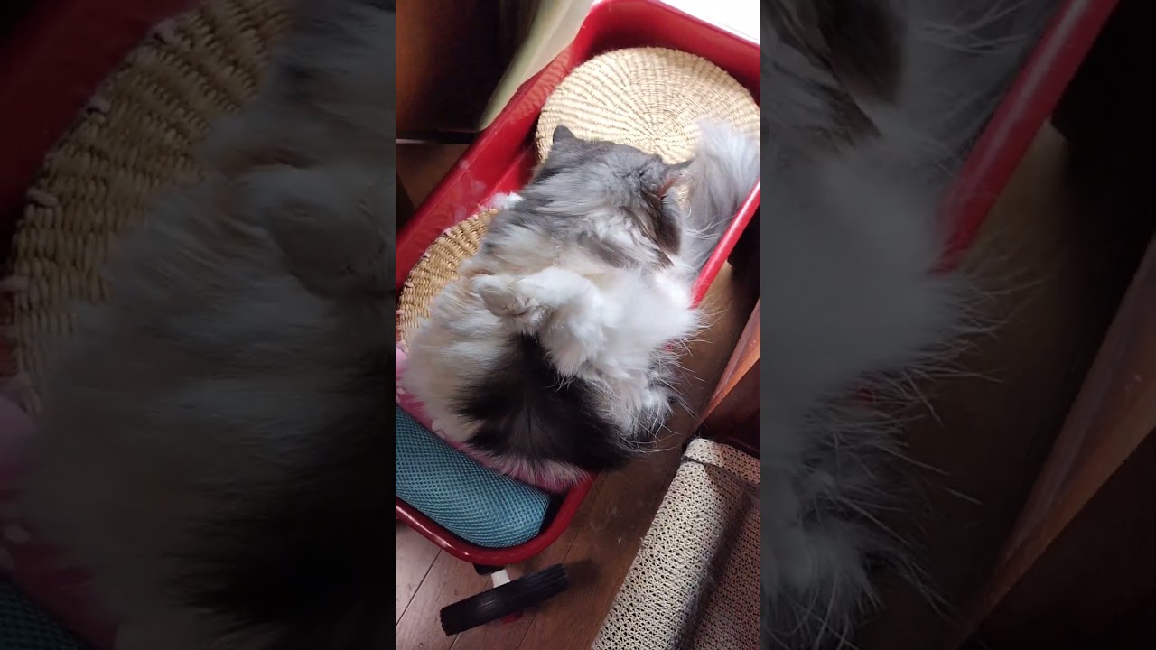 あんよピーンで毛づくろい-ラガマフィン猫コバンの日常／Grooming cat-Daily life of Ragamuffin cat Koban