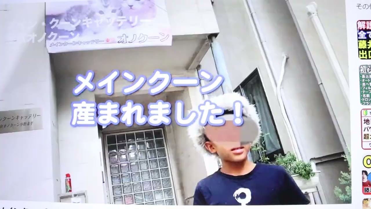 生き物大好き少年のメインクーン生まれました