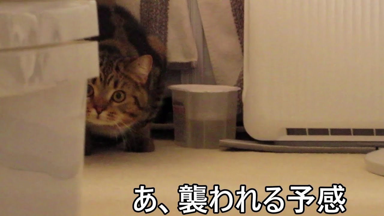 😻スコ猫ウリ～狙われるお主🧡
