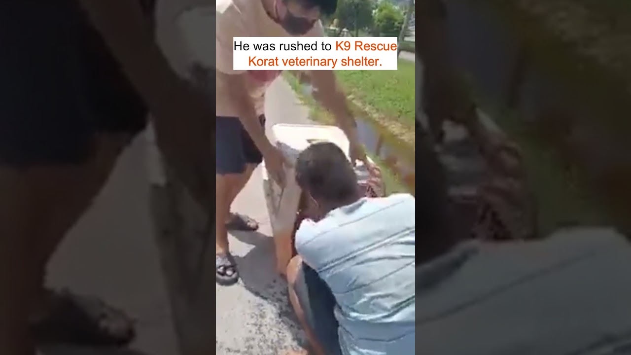 Abandoned golden retriever fell in a ditch after a road accident