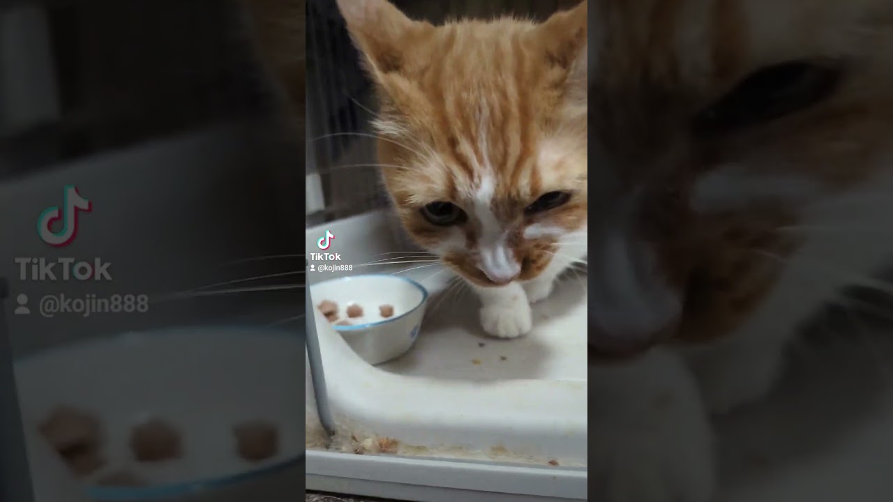 8/26ねこさんの朝食会（´・ω・`） #ねこ #cat #マンチカン #アビシニアン #キジトラ #猫 #短足マンチカン #abyssinian #短足 #cute