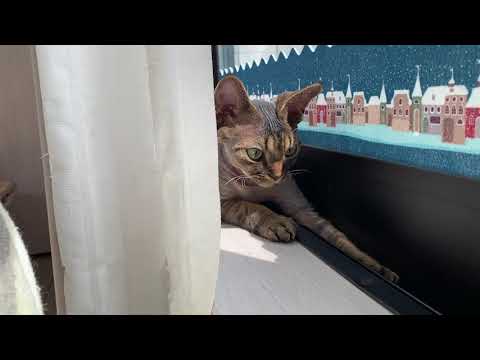 デボンレックス子猫が窓際で日向ぼっこしています(Devon Rex kitten busking in the sun by the window)