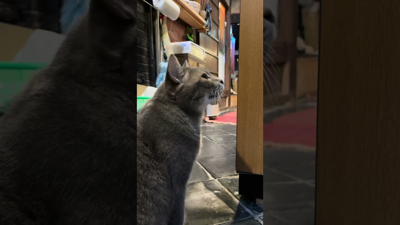 #風の猫　下からおばあちゃんを呼んで..　土間でジッとしているので..　どうしたのかと思ってトイレを綺麗にすると..　踏み台に乗って..　外に行きたかった猫・・・