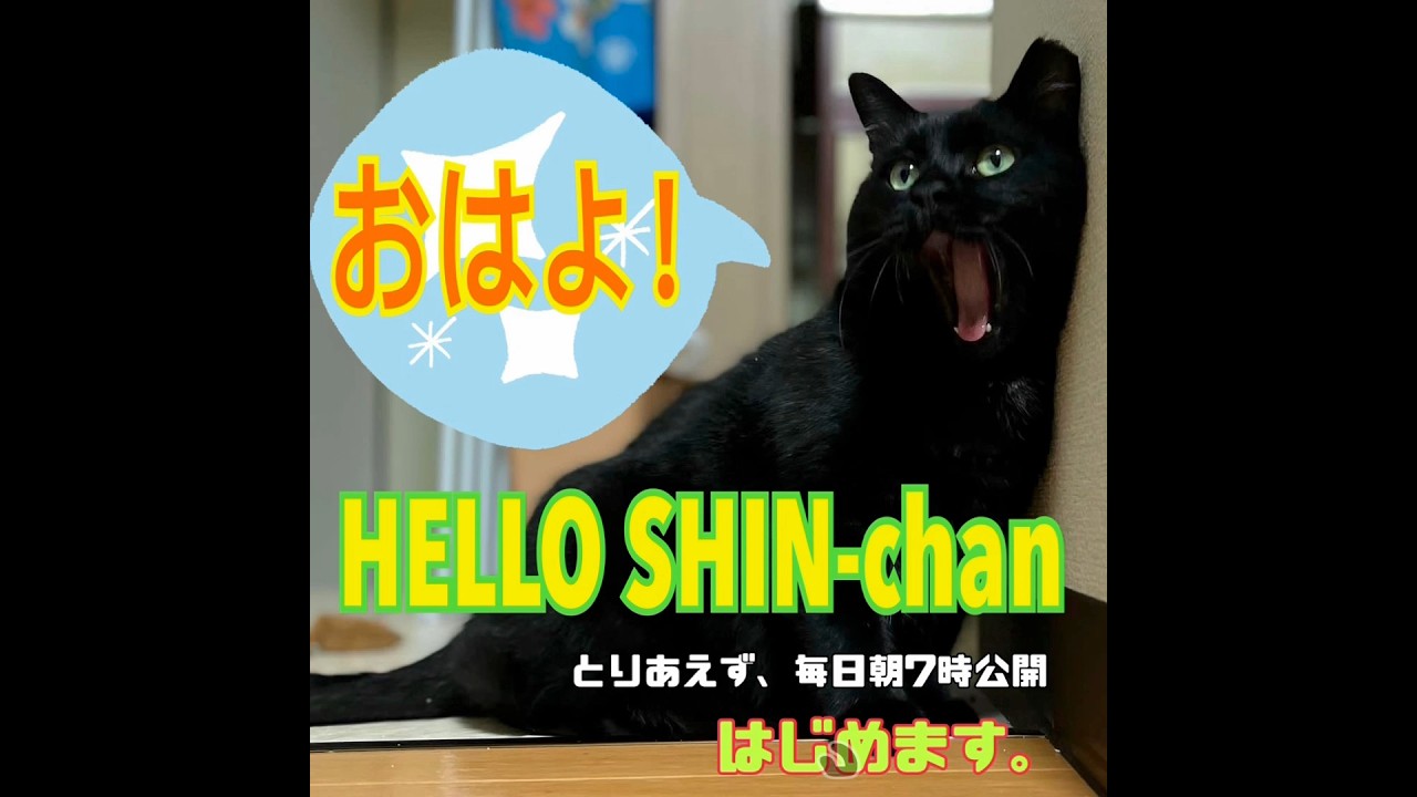 HELLO SHIN-chan 20 #shorts #cat #blackcat