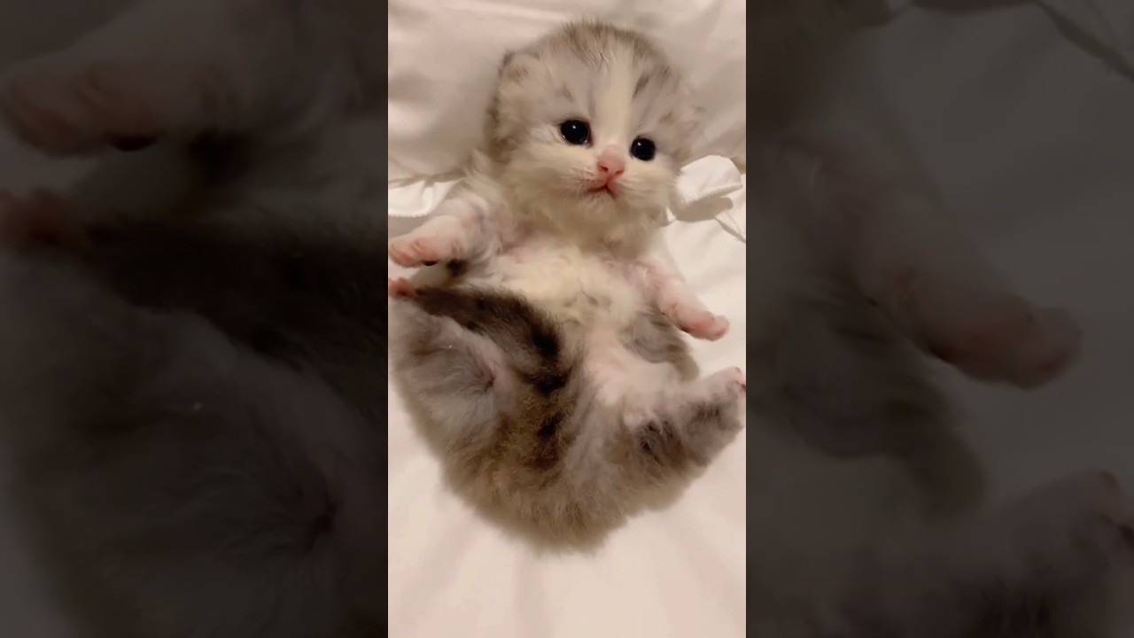 cute kitten🥰😊 179 #shorts #cat #kitties #kittens