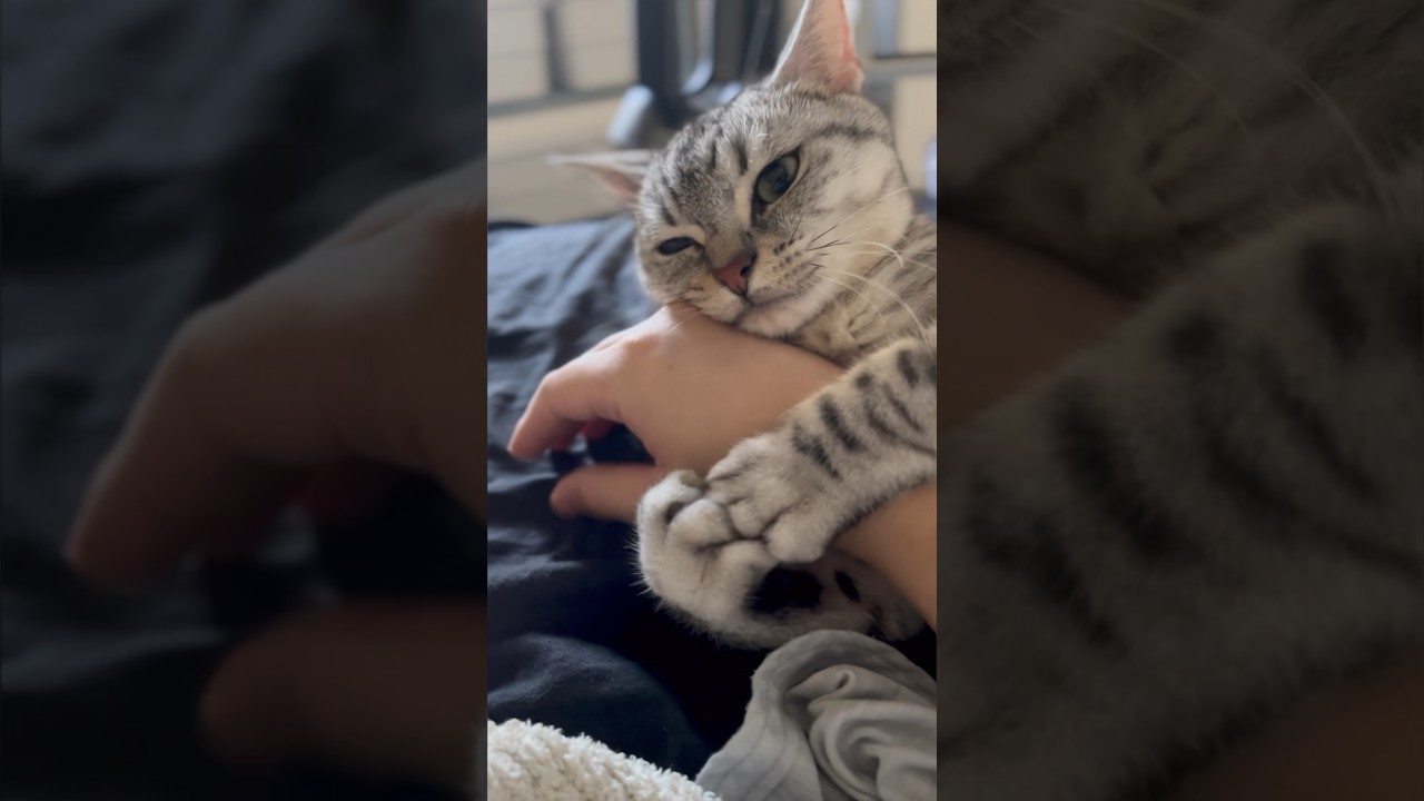 【猫動画】お留守番って言うとめっちゃ噛まれるけど可愛さが勝つwww#shorts