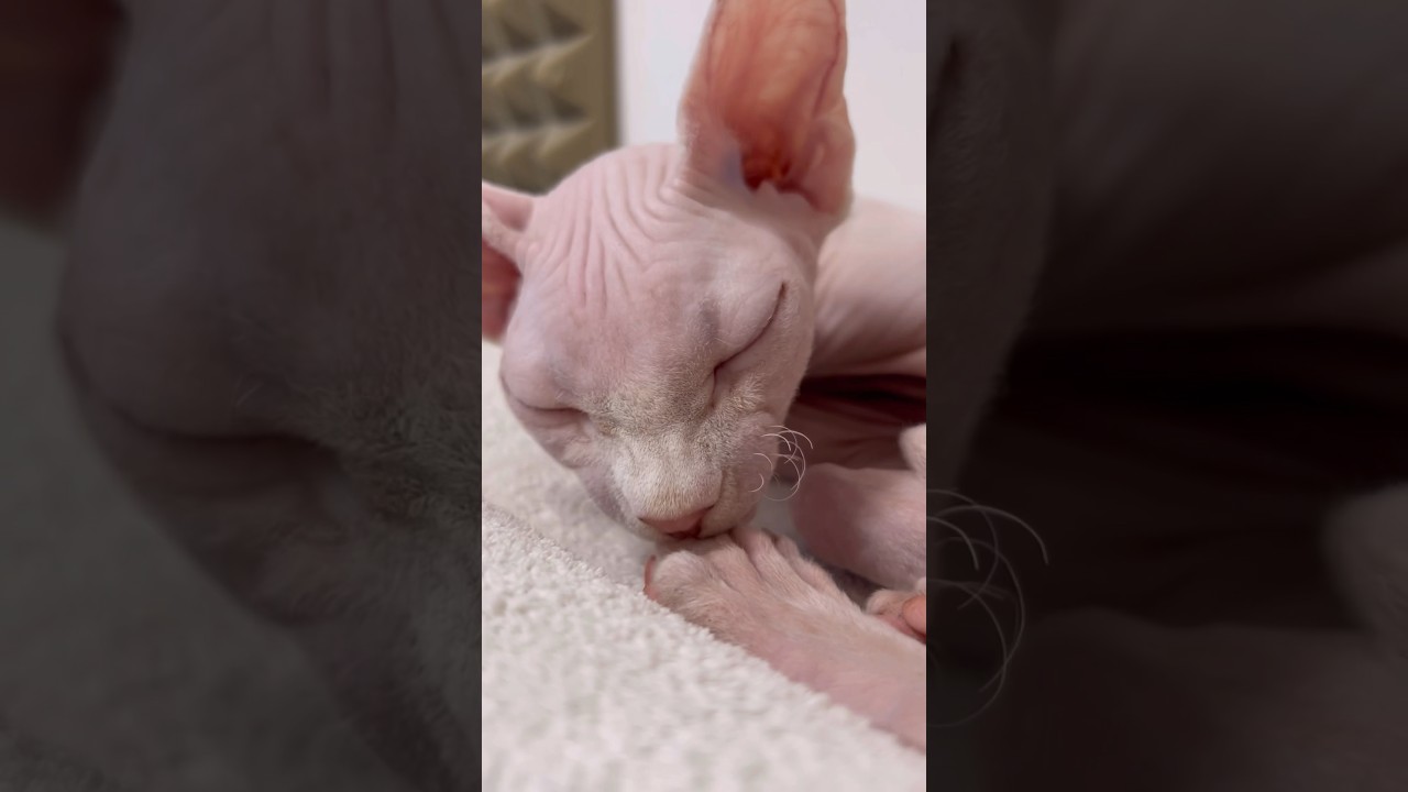 毛のない猫のヒゲ【スフィンクス猫】