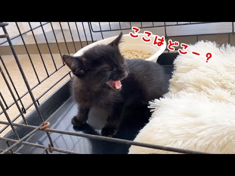 初めての家に戸惑う保護子猫