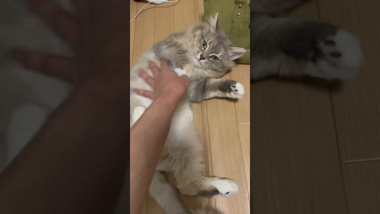 撫で撫でされるのが大好きな猫#サイベリアン #子猫 #shorts