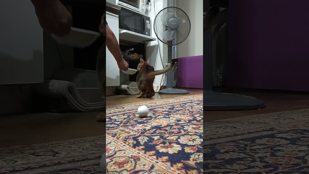 ネコ動画あび#2024　#shorts　あびの毎日　アビシニアン　あび