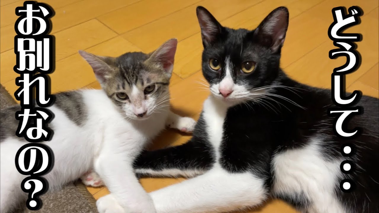 ずっと一緒だった子猫と最後のお別れです