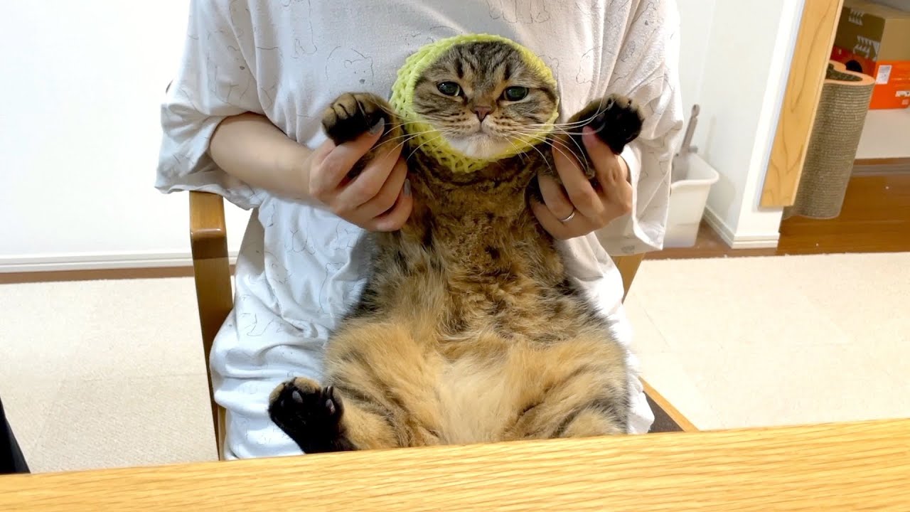 果物のネット、ついつい猫に被せたくなっちゃう