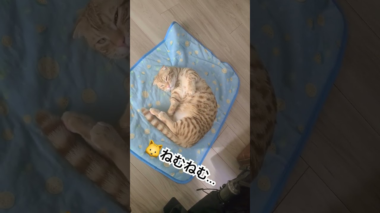 お母さんのお腹の中にいるみたいに眠るぬこ【コモドンの観察日記】 #キンカロー #猫 #cat