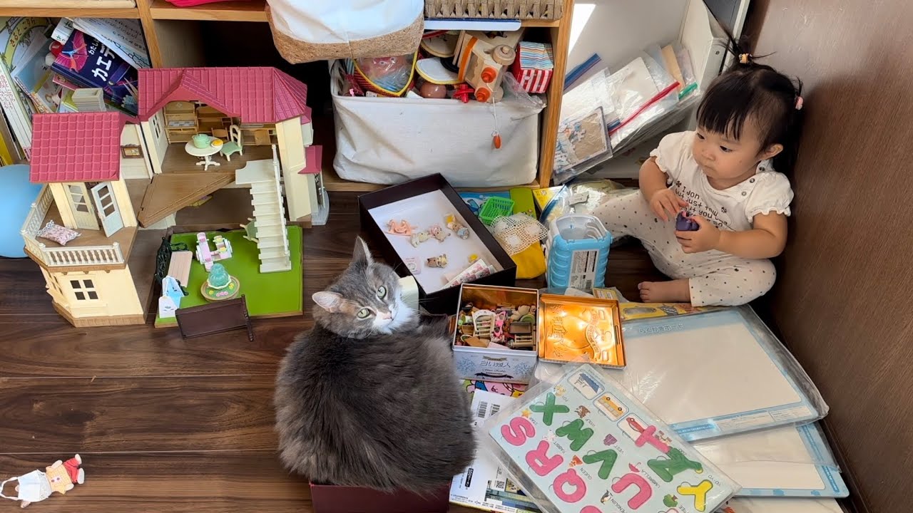 オモチャと同化して箱に収まる猫　ノルウェージャンフォレストキャットA cat in a box. Norwegian Forest Cat.