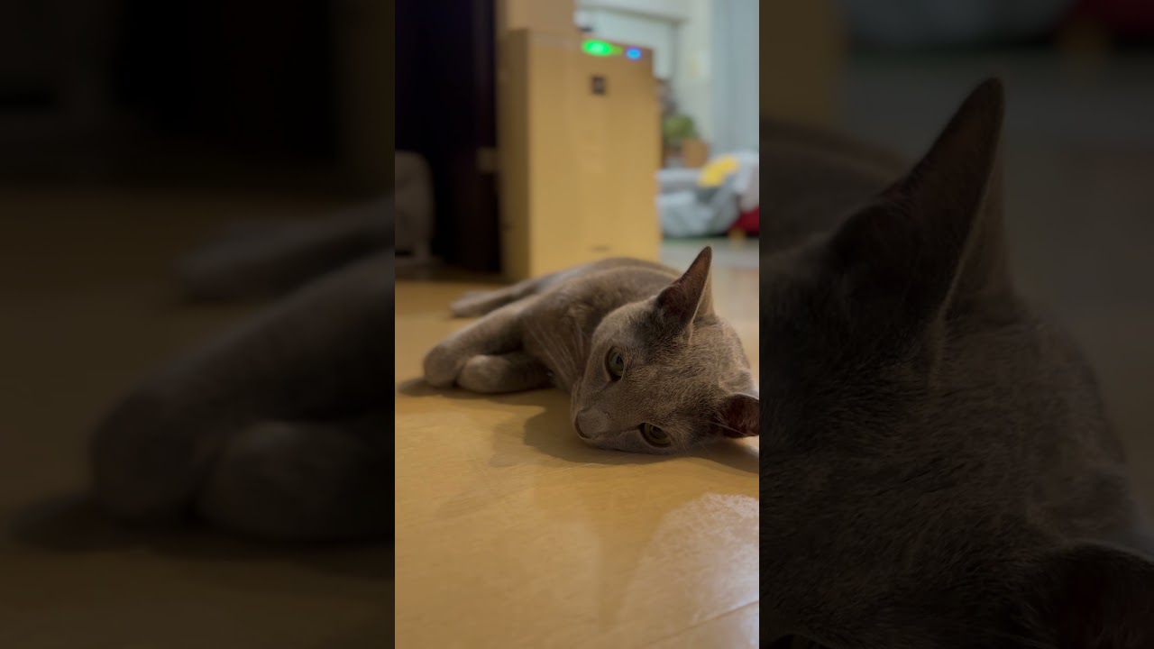 ウィルの毎日 #96 床で涼む1。 #ロシアンブルー #RussianBlue