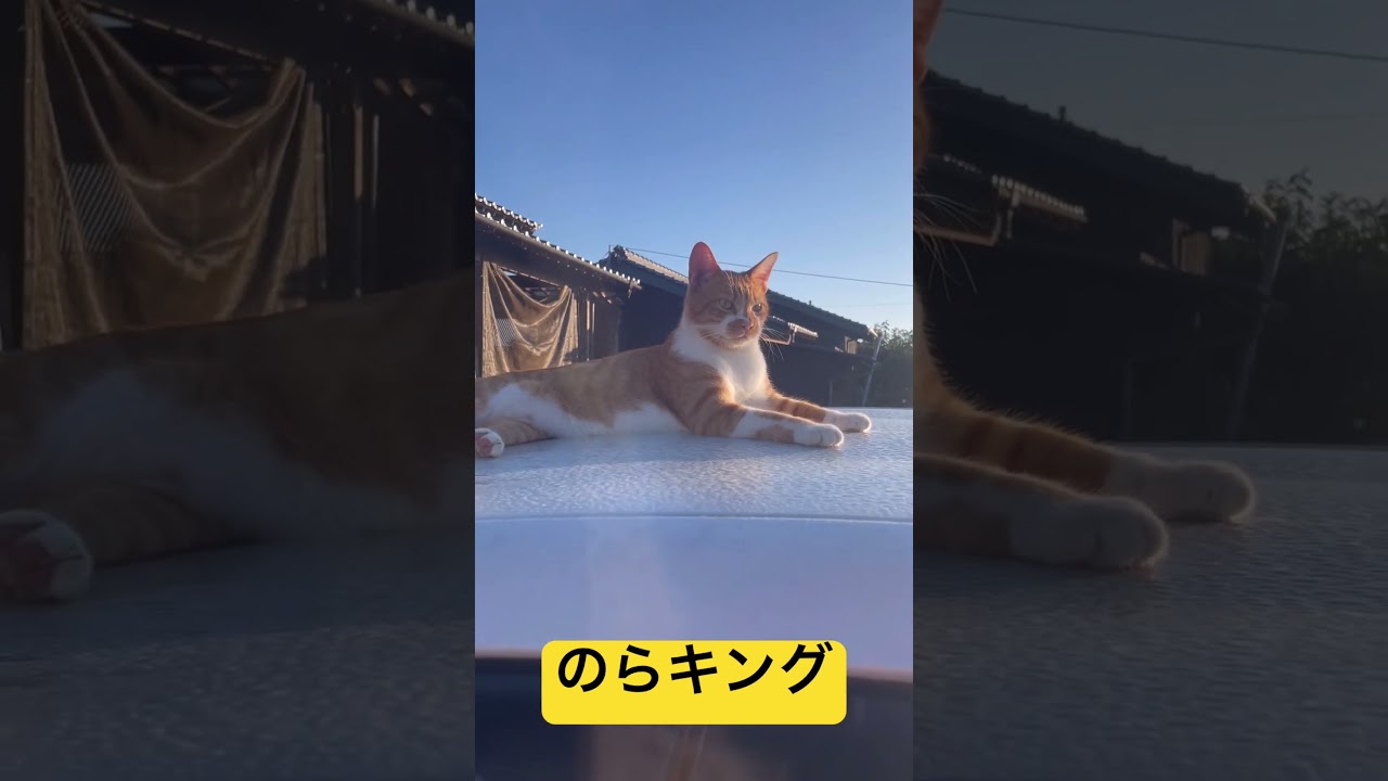 のらキング👑ずーっと見てたら、スフィンクスに見えてきた😁 #かわいい #犬好き #ミニチュアダックスフント #dog #ねこ好き #いぬ #cat #ちゃとら猫