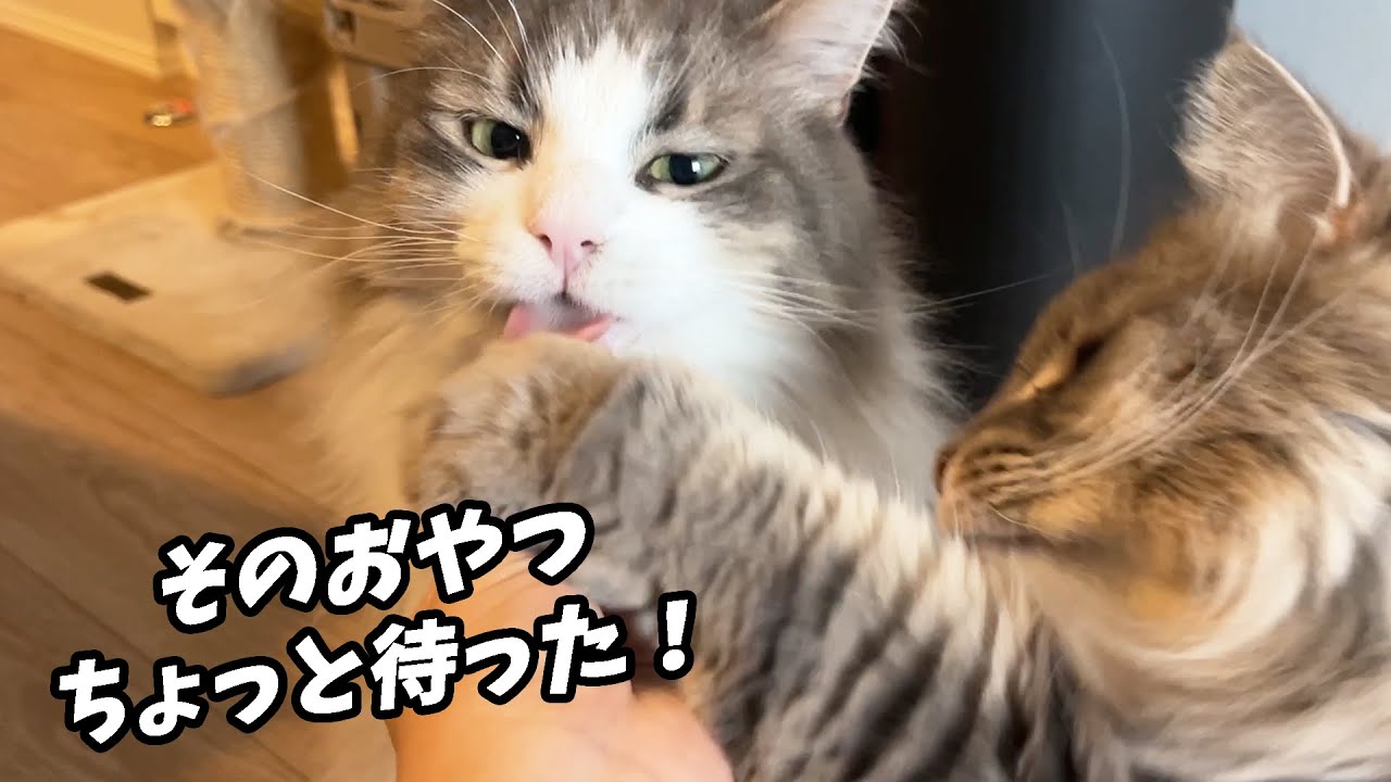 【おやつ回】大好きなにぼしおやつをお兄ちゃん猫から奪い取ってく妹猫 ノルウェージャンフォレストキャット