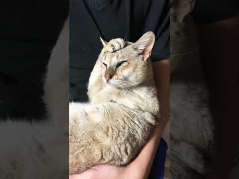 シンガプーラ「源」さん。今宵も膝の上でまったり〜♪