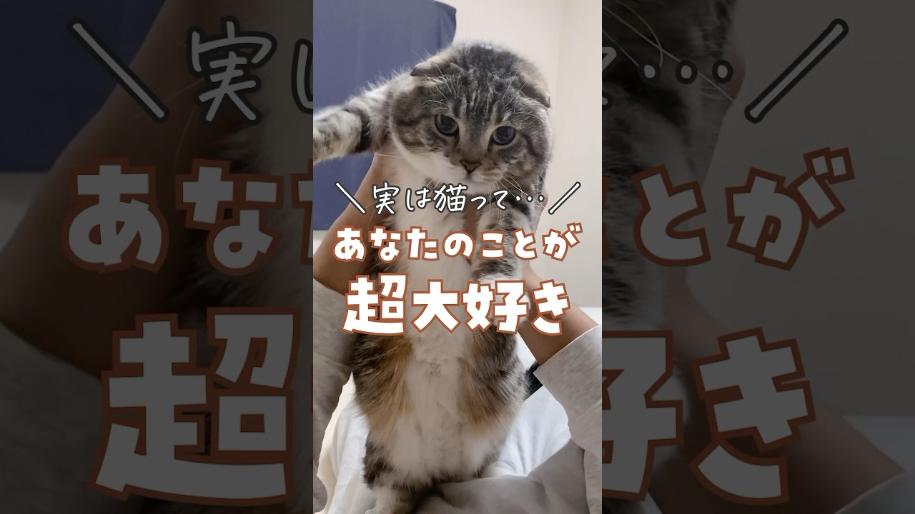猫があなたのことを大好きなことが科学的に証明されました #猫