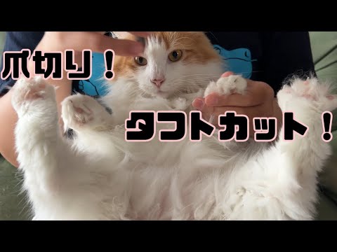 久しぶりの爪切り・タフトカットのフルコース！【マリー（メインクーン）】