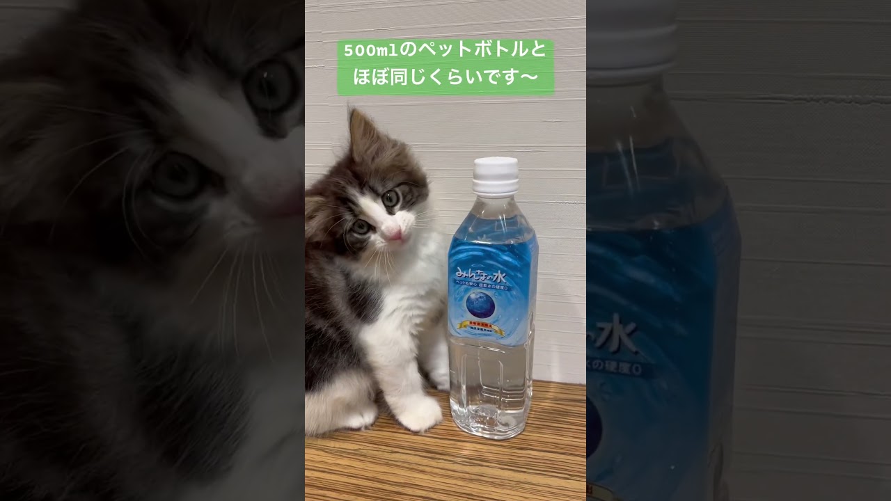 ノルウェージャンフォレストキャットがやってきた！