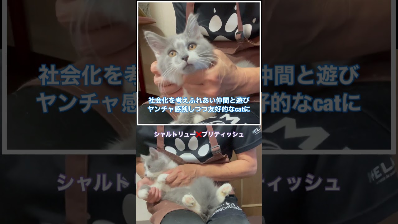 #shorts【猫の性格をつくり上げる】シャルトリューとブリティッシュ