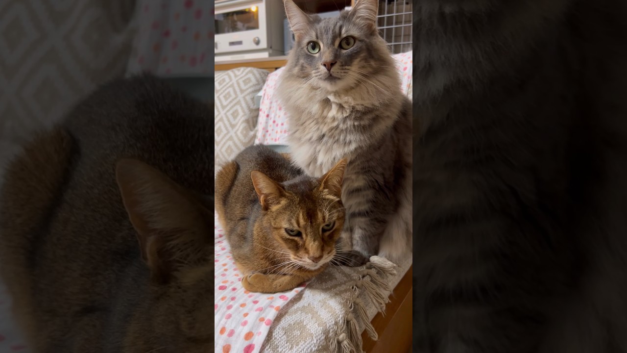 アビシニアンとノルウェージャンフォレストキャット #shorts #猫動画 #ノルウェージャンフォレストキャット #アビシニアン #cat #まな猫