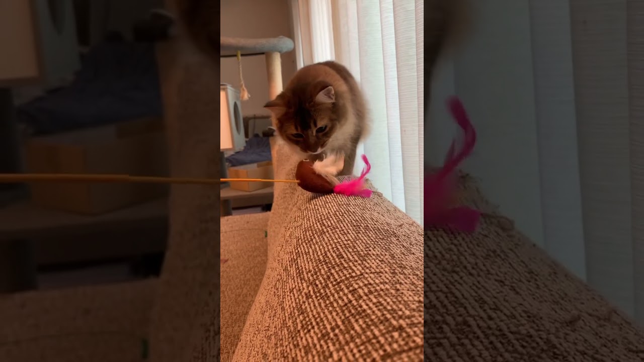 だんだん近づいてくる猫 #ソマリ #いやしねこ #甘えん坊の猫