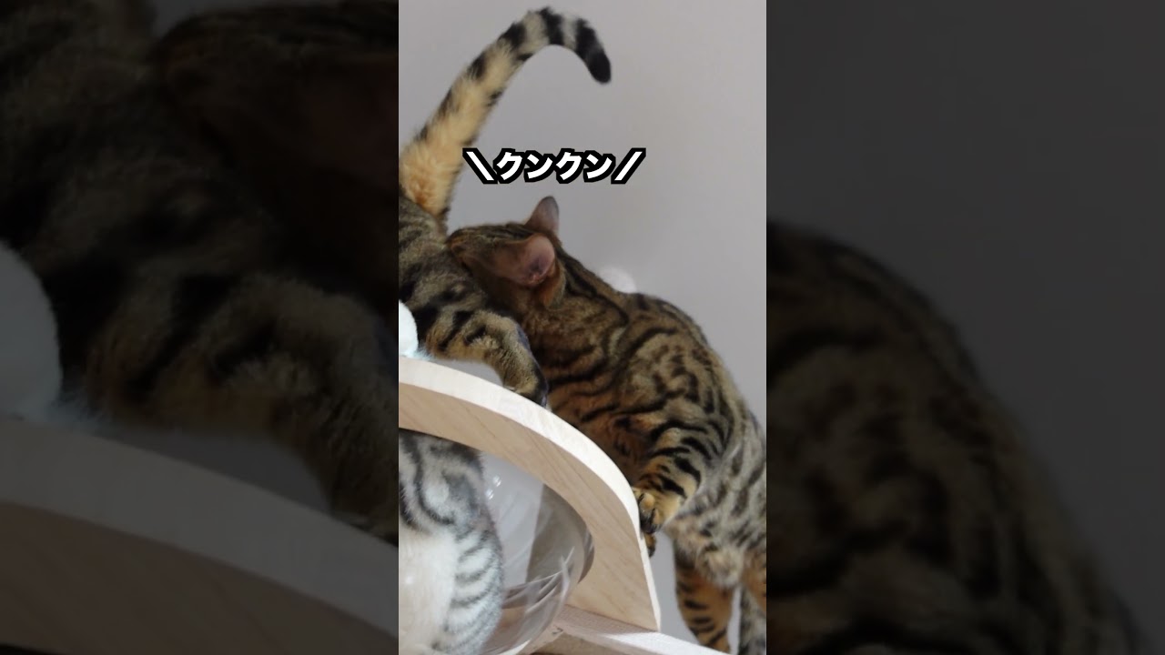 ベンガル猫の秘密基地に先客がいたらどうする？🐈#shorts