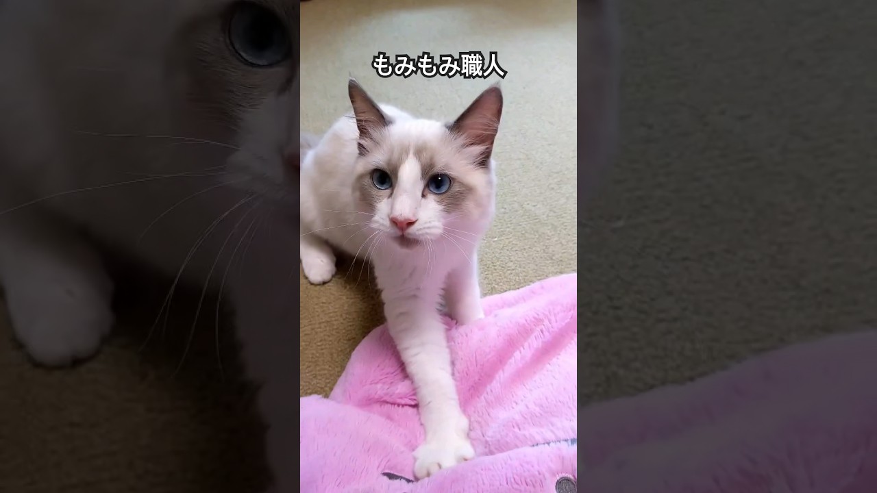 【ラグドールのわたげ】もみもみ職人の猫#shorts #猫 #ラグドール