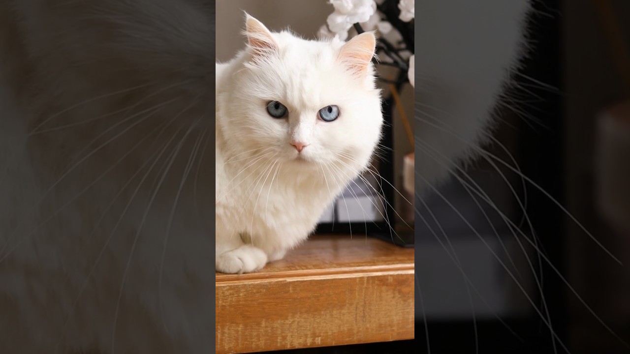 lovely cats with amezing acts🐾🐈#shortvideo #viral #viralvideo #cat #catlover #shorts #short