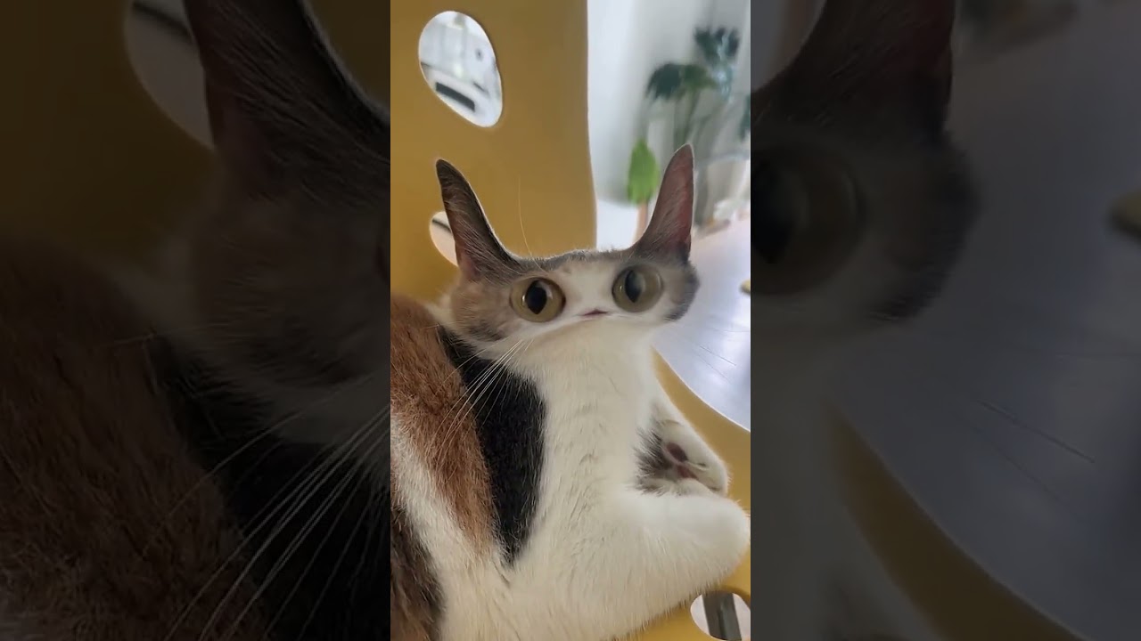 Hakimi's Magical Adventures With the Mischievous Kitten | Tmall Elf