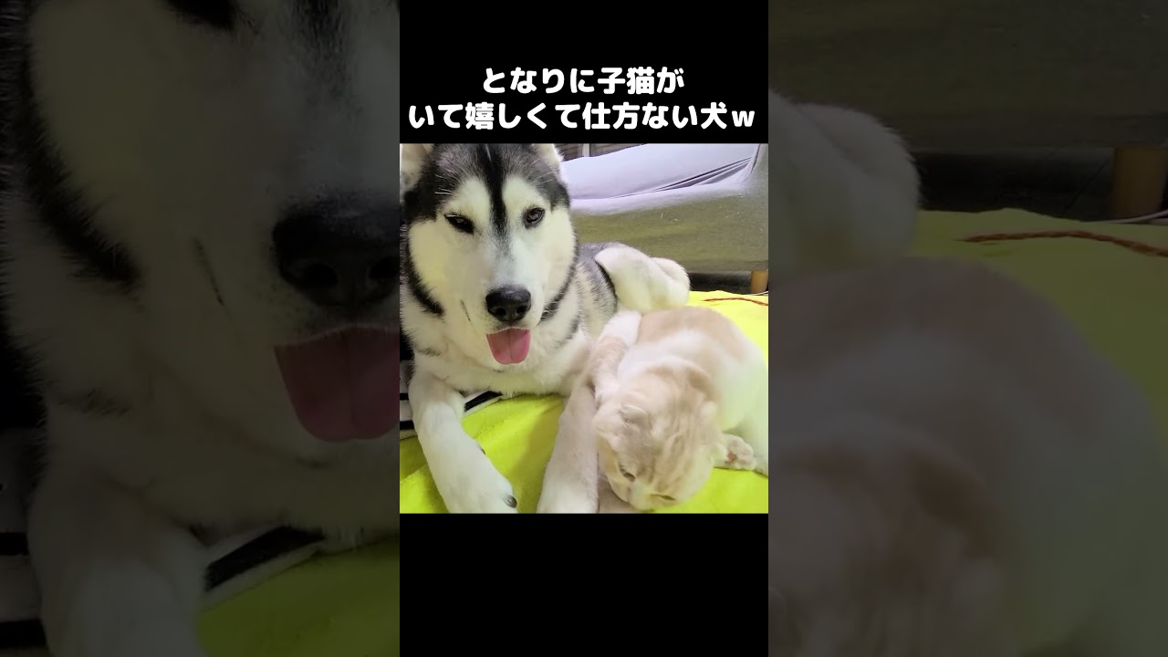 となりに子猫が来てくれて嬉しくてニヤニヤが止まらない犬ｗ