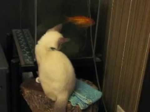 シャム猫(スノーシュー）の仔猫と金魚
