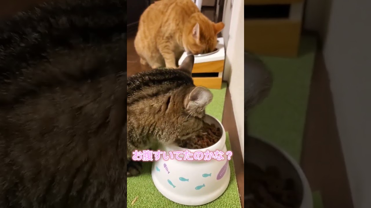 もりもり食べてます😊 #shorts