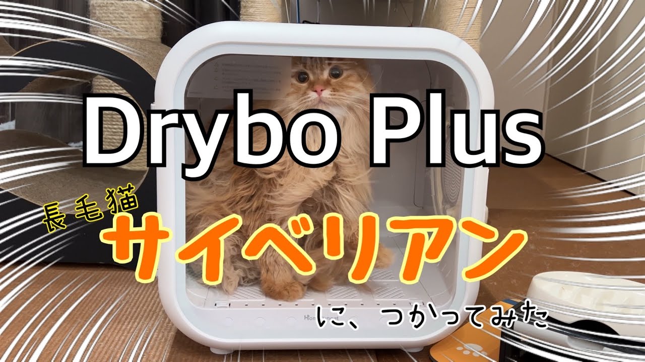 ペット用ドライヤーハウス「Drybo Plus」を長毛猫サイベリアンに使用してみた結果 (Homerunpet)