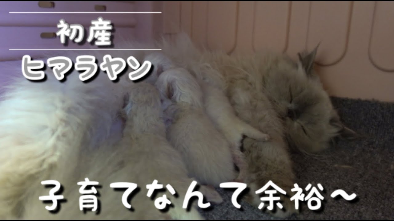 【観察】初産！ヒマラヤン、子育ての仕方どこで習ったの？