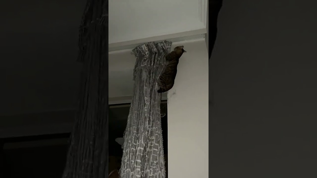 Crazy Busy Master: Late Nights Every Day #BengalCat #DemolitionKitty