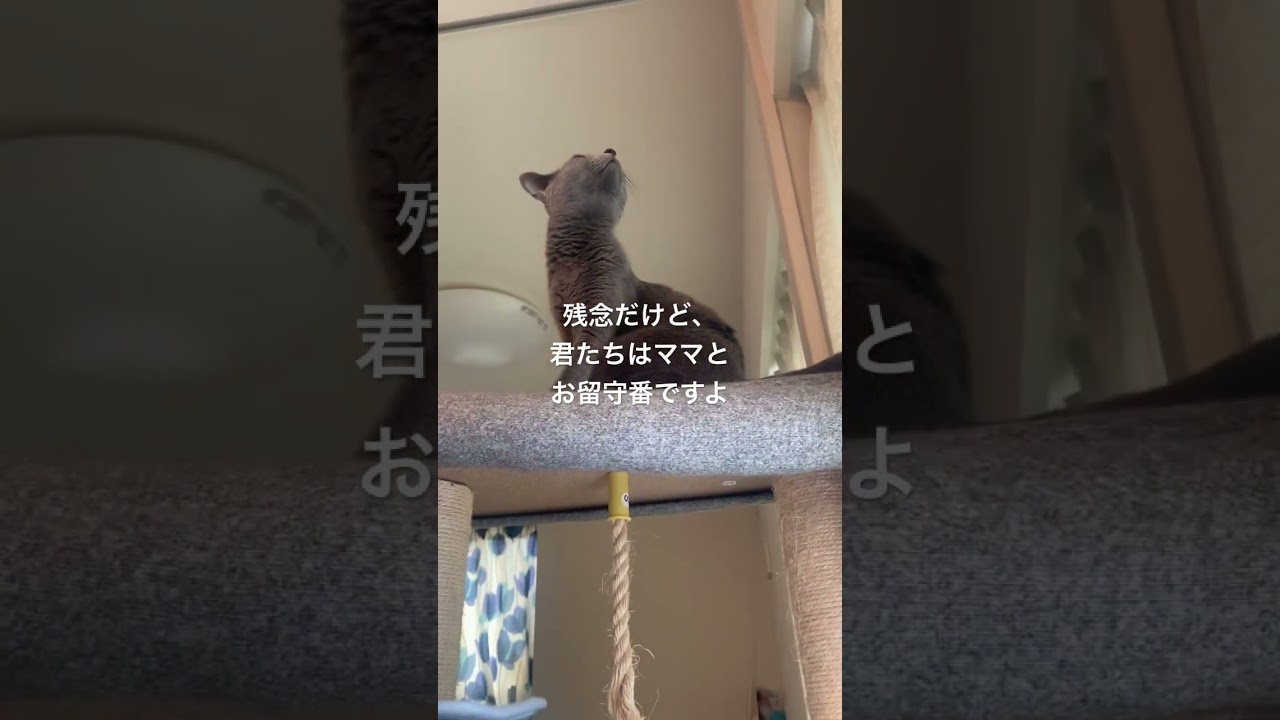 猫がいる家で出かける準備 #ロシアンブルー #ソマリ #いやしねこ