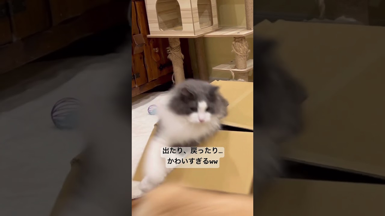 箱の中からの攻防が可愛すぎるwww #cat #ノルウェージャンフォレストキャット #猫 #ターキッシュアンゴラ #shorts