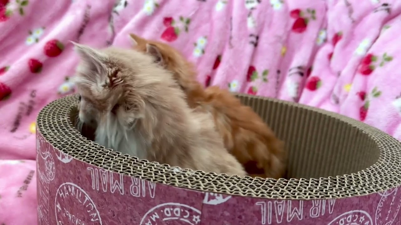 【ナナハチ’s ROOM】長足マンチカン☆ロングヘア　レッドタビー＆ホワイトの女の子　20221119