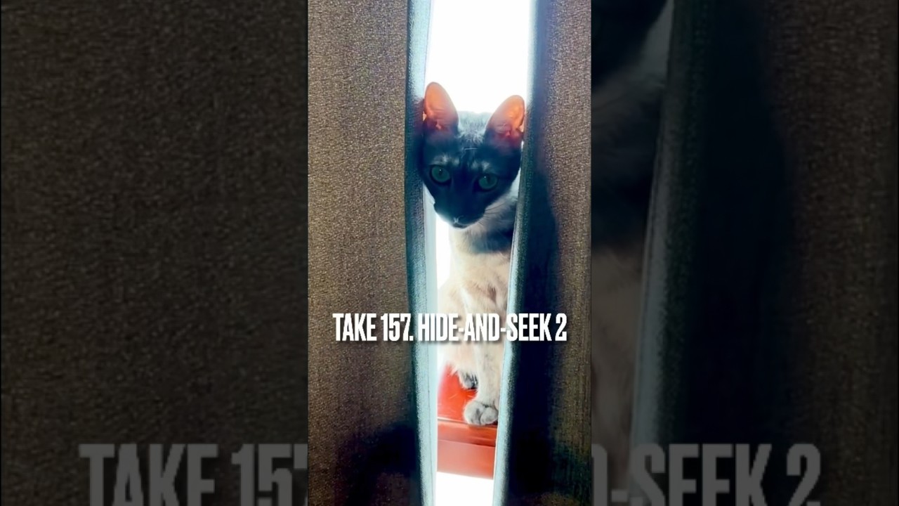 【 #エジプシャンマウ が#シャム猫 に見えた瞬間にゃ】#窓辺の猫 #カーテン #いないいないばあ #hideandseek #shorts